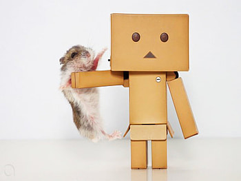 Danbo accidental kung fu smack, danbo, cute, funny, accidental kung fu smack HD wallpaper