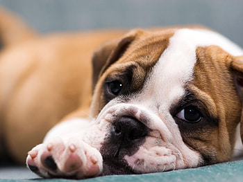 Bulldog, Cute puppies, collection, Adorable pets HD wallpaper