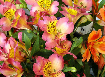 Flowers, Leaves, Close-Up, Alstroemeria, Mottled, Variegated HD wallpaper