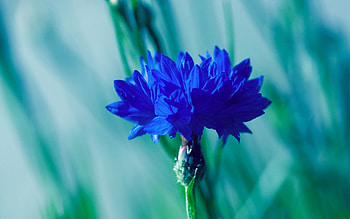 Plants, Flowers HD wallpaper