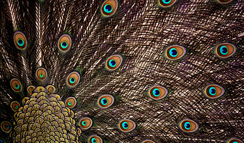 Peacock, feathers, dance, plumage HD wallpaper