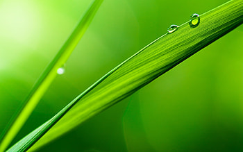 Plants, Leaves, Drops HD wallpaper