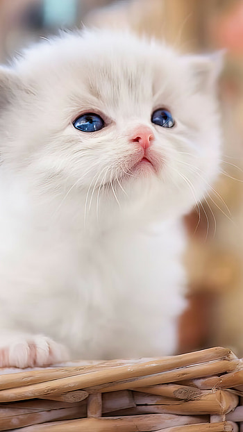 Cute white cat , Lovely background, Stunning quality, Adorable feline companion HD phone wallpaper