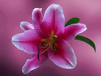 Beautiful Flower, cool, beautiful, , flower HD wallpaper