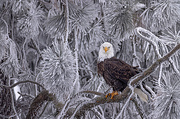 Arctic Majesty: Bald Eagle, Animal, bald eagle HD wallpaper