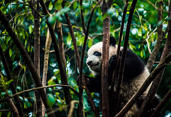 Animals, Branches, Bear, Bamboo, Panda HD wallpaper