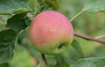 Plants, Fruits, Apples HD wallpaper