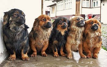 pekingese, Doggies, Dogs, Dog, Cute Dogs, Sweet Dogs HD wallpaper