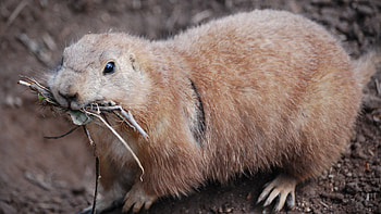 Prairie Dog , Cute animal, Active burrower, Nature's beauty HD wallpaper
