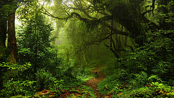 Sunshine, Greenery, Forest, , Path HD wallpaper