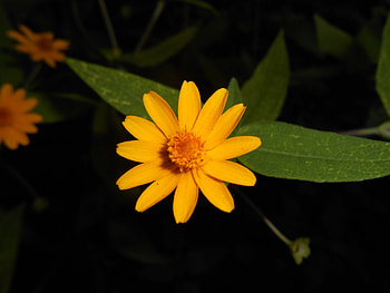 flower, cute, yellow flower, beautiful, yellow HD wallpaper