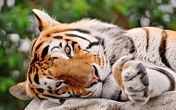 Animals, To Lie Down, Lie, Muzzle, Predator, Tiger, Paw HD wallpaper