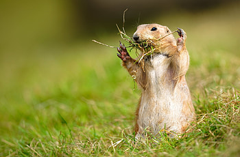 Prairie Dog , Top backgrounds HD wallpaper