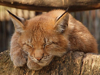 Animals, Relaxation, Rest, Dream, Sleep, Wild Cat, Wildcat, Caracal HD wallpaper