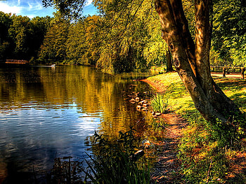 Calm lake, summer, trees, autumn, peaceful, water, calm, lake, pond HD wallpaper