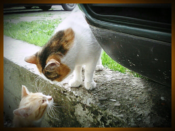 Mom and son, outdoor, sweet, cats, cute HD wallpaper