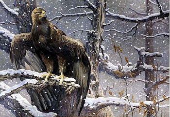 eagle, winter, snow, animals HD wallpaper