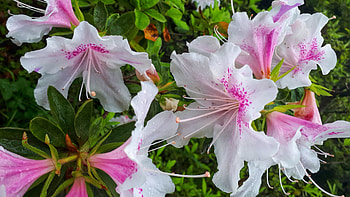 Azaleas, Azalea, White, Flowers, Nature, Pink HD wallpaper