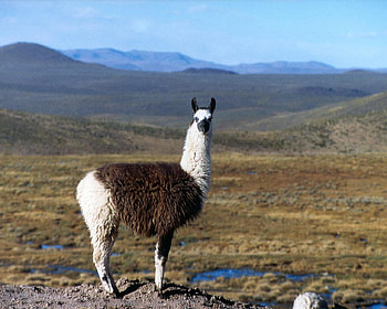 Lama, white, brown, sky, mountains HD wallpaper