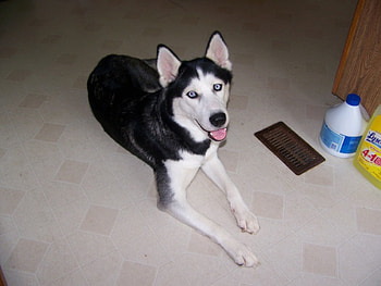 Husky, black and white HD wallpaper