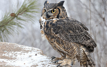 Animals, Owl, Bird, Predator, Sight, Opinion HD wallpaper