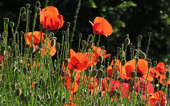 Poppies, nature, flowers, red HD wallpaper