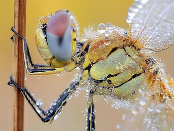 dragonfly, colorful, dew, macro HD wallpaper