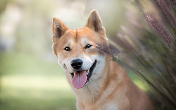 Shiba Inu, Beautiful dog, Japanese breed, High-quality HD wallpaper