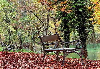 You are not here, bench, forest, park, tree HD wallpaper