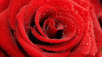 Drops, Macro, Rose Flower, Rose, Petals HD wallpaper