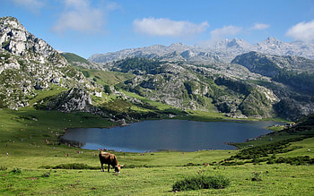 Mountain Landscape, cow, landscape, meadow, mountains, lake HD wallpaper