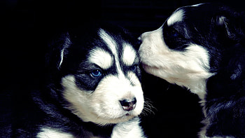 Animals, Dogs HD wallpaper