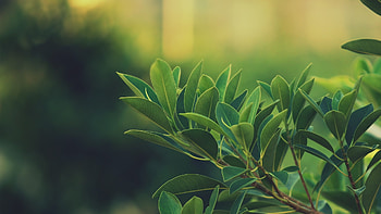 Landscapes nature leaves, Bay laurel, , 205963 HD wallpaper