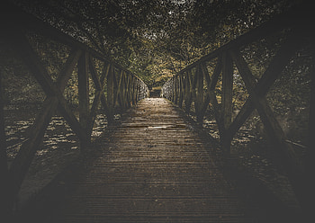 Nature, Trees, Bridge, Boardwalk HD wallpaper