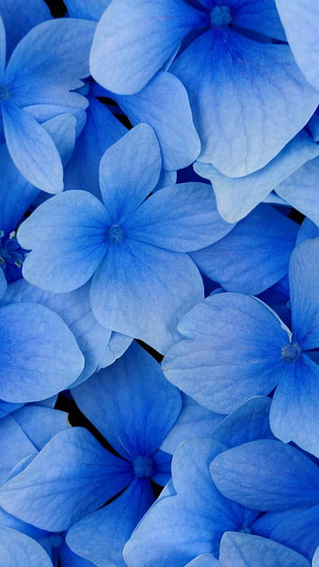 Blue Flowers, Flores Azules HD phone wallpaper