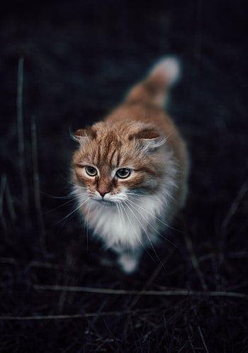 Animals, Cat, Fluffy, Nice, Sweetheart HD phone wallpaper