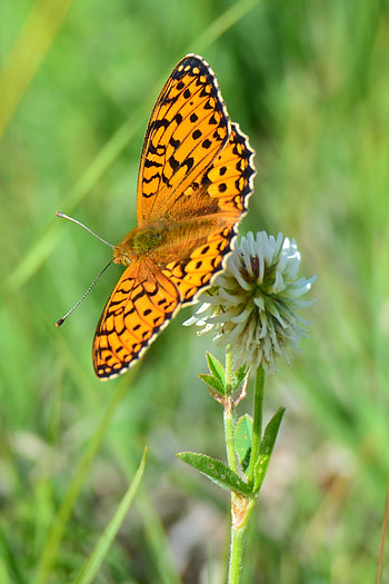 Animals, Macro, Pattern, Butterfly, Wings, Focus HD phone wallpaper