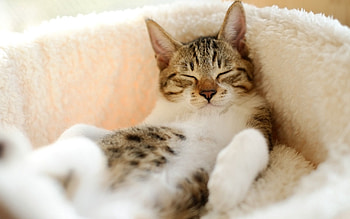 Animals, Cat, To Lie Down, Lie, Striped, Sleep, Dream HD wallpaper