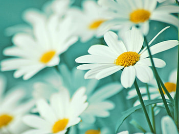 Plants, Flowers, Camomile HD wallpaper