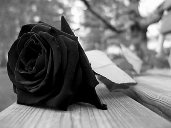 roses oscura, w, daw, aw, ad HD wallpaper