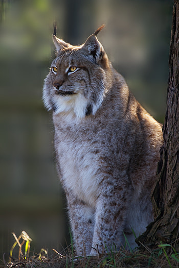 Animals, Iris, Big Cat, Nice, Sweetheart HD phone wallpaper