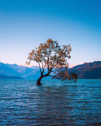 Nature, Lake, New Zealand, Wood, Tree, Wanaka, Alone, Lonely HD phone wallpaper