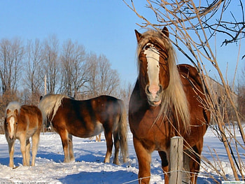 Horses, animal, desert, run, horse HD wallpaper