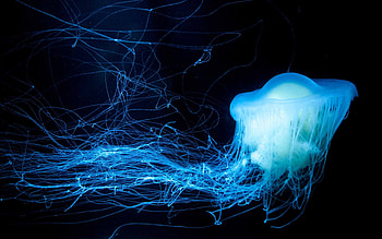 Glowing jellyfish, MacBook Air , Hypnotic allure, Radiant aquatic life HD wallpaper