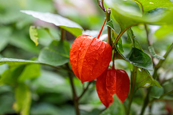 Physalis, Cape Gooseberry, Tropical fruit, Motosha stock HD wallpaper