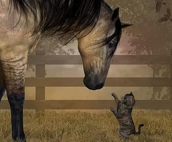 Friends ?, kitten, horse, animals, cats, friends HD wallpaper