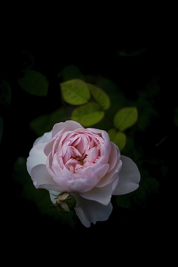 Flowers, Bush, Flower, Rose Flower, Rose, Petals, Bud HD phone wallpaper