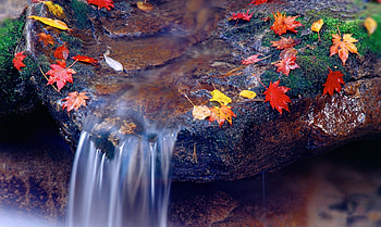 Nature, river, leaves, spring, water HD wallpaper