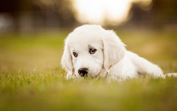 Akbash Dog, Yellow Labrador puppy, Cute dog, Field of grass HD wallpaper