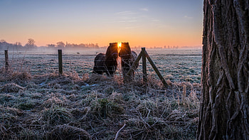 First Sunrays, frozen, fence, horses, morning, landscape, meadow HD wallpaper